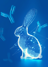 IHC应用兔单克隆抗体开发策略