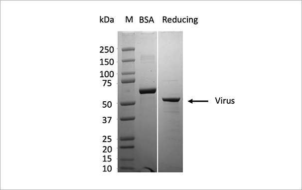 昆虫-杆状病毒系统中成功表达Virus蛋白，纯度90%，表达量30mg/L