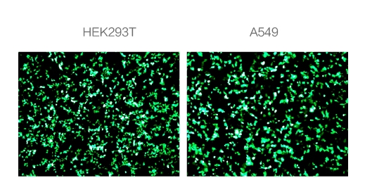 在HEK293T细胞和A549细胞模型上，可检测到显著的eGFP绿色荧光蛋白表达